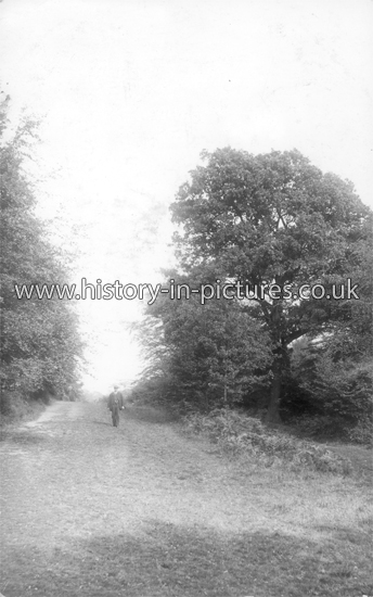 A cutting int he forest, Epping Forest, Essex. c.1907.